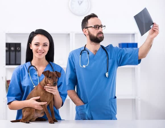 Programs related to veterinary technology