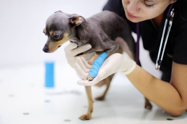A veterinarian technician at work